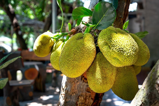Can Chickens Eat Jackfruit?