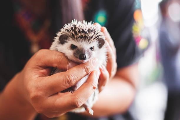 Can Hedgehogs Eat Ferret Food?