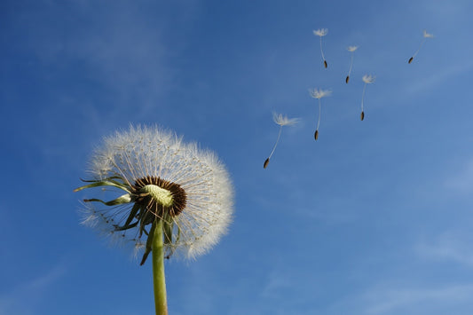 Can Gerbils Eat Dandelions?