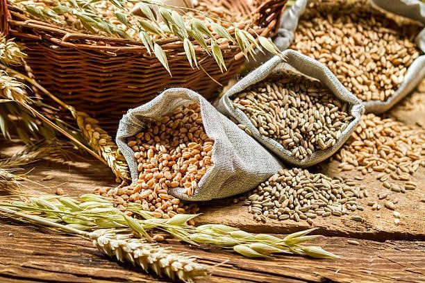Can Hedgehogs Eat Grains?