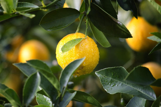 Can Cats Eat Lemon?