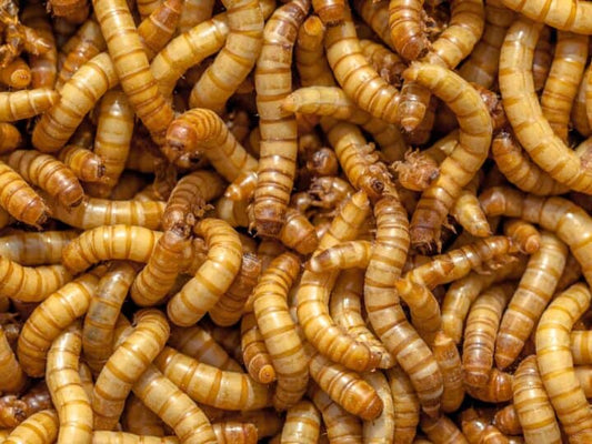 Can Chickens Eat Mealworms