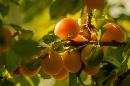 Can Chickens Eat Apricots
