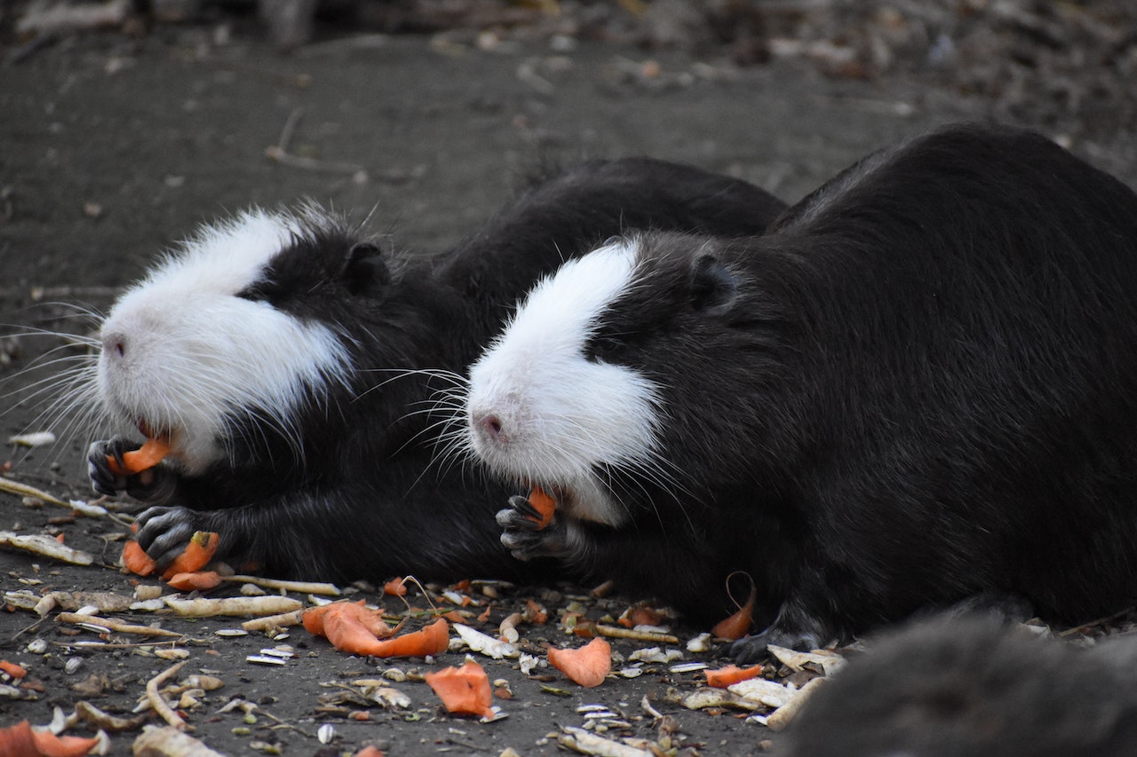 Can Guinea Pigs Eat Sweetcorn