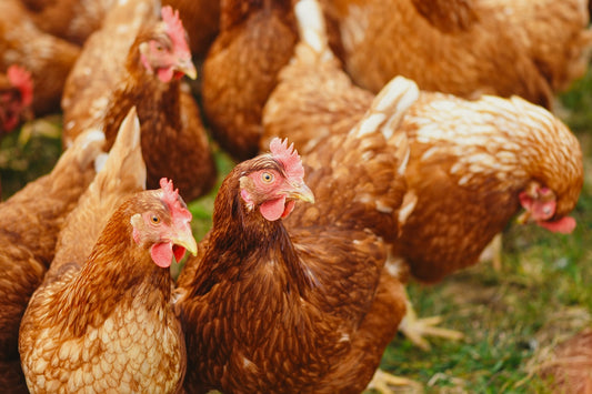 Can Chickens Eat Oats