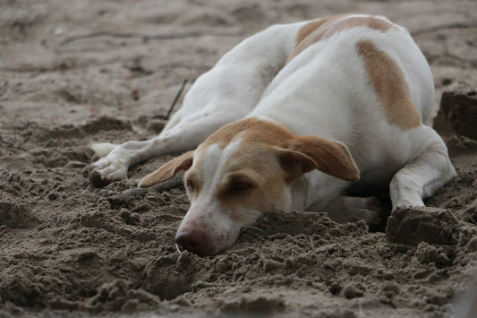 Why Do Dogs Isolate Themselves?