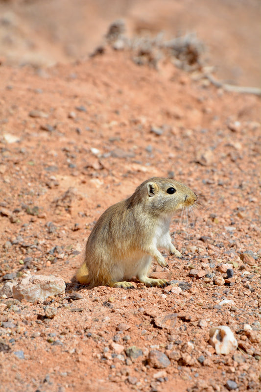 Can Gerbils Eat Ketchup?