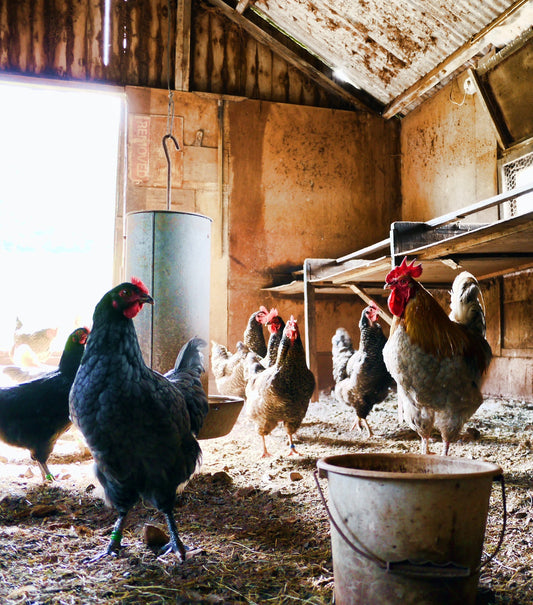 Chickens Can Eat Onions