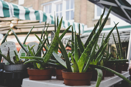 Can Tortoises Eat Aloe Vera?