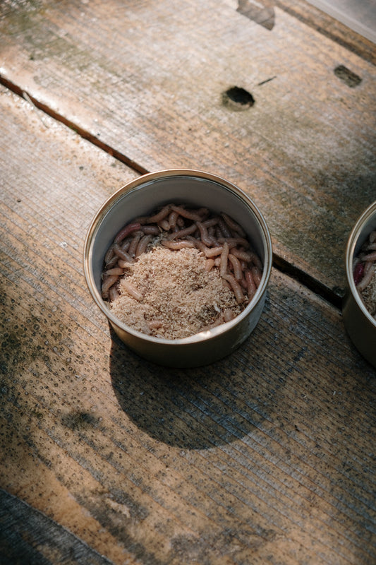 Can Chickens Eat Maggot?