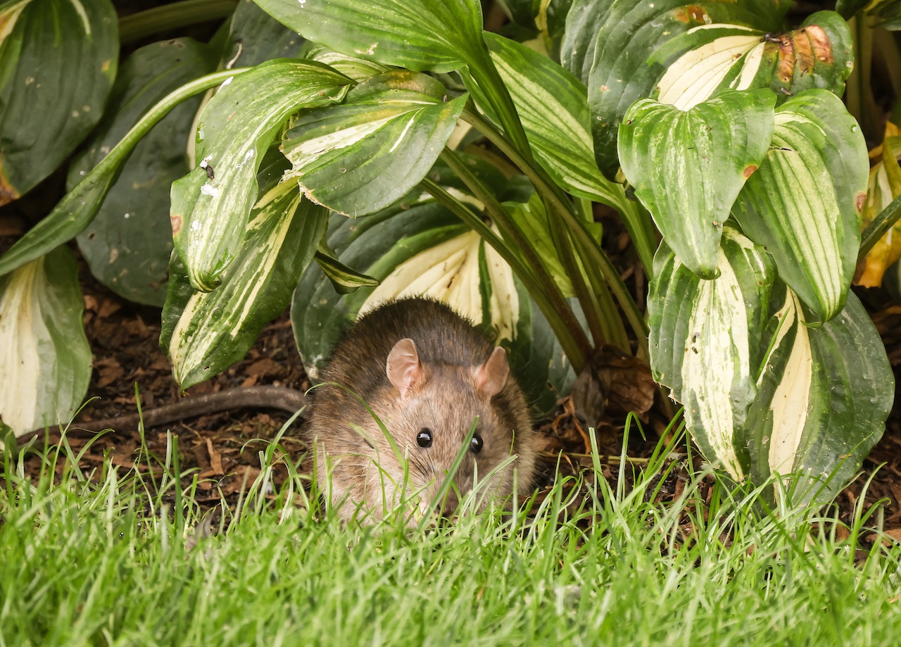 Can Rats Eat Tomatoes Shrewdnia can-rats-eat-tomatoes-shrewdnia