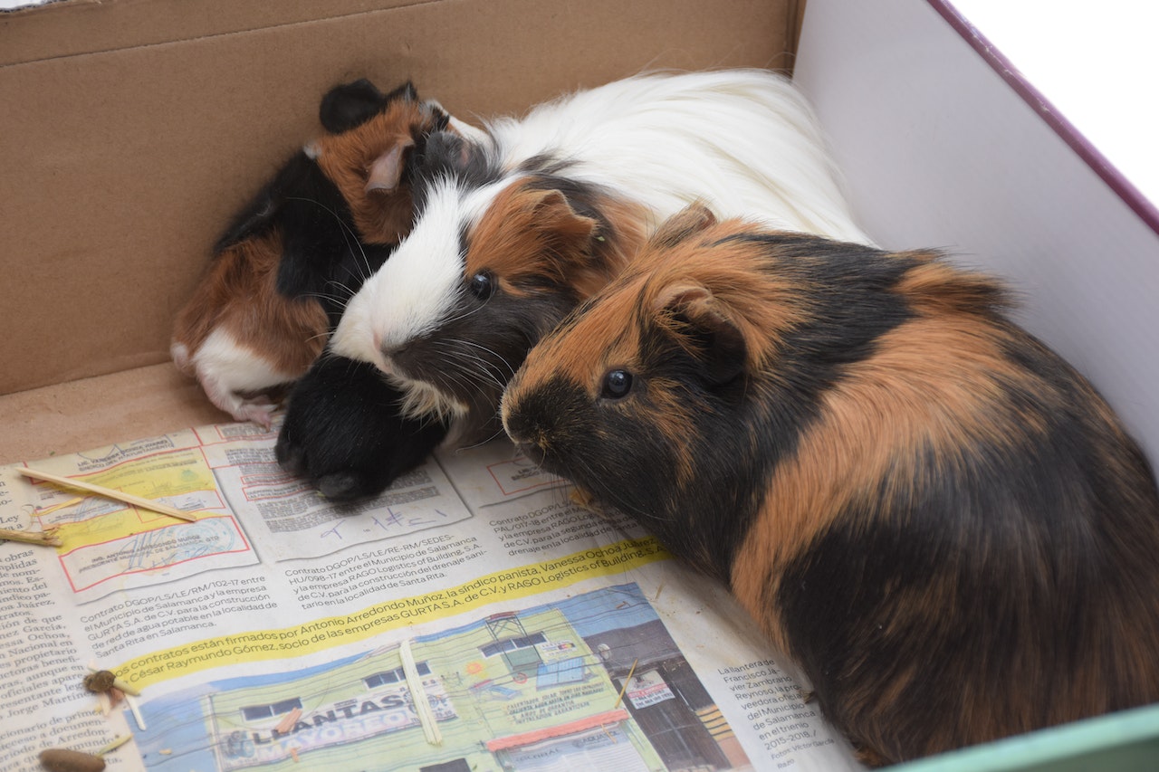 Can guinea pigs have yogurt Outlet