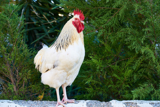 Can Chickens Eat Peaches