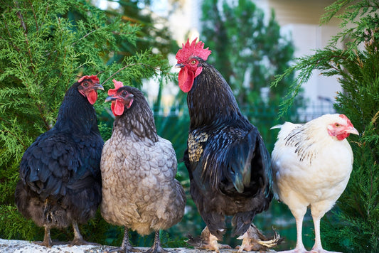 Can Chickens Eat Squash