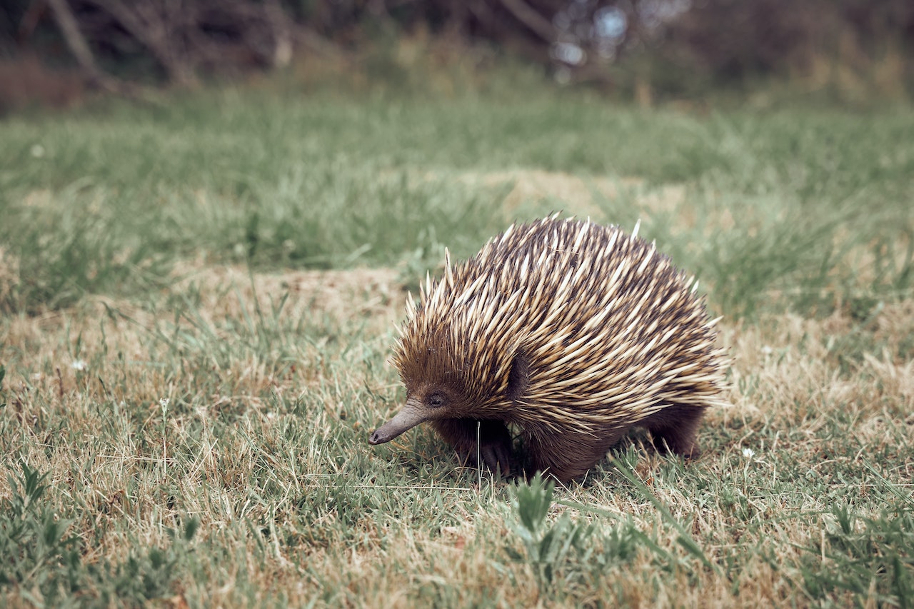 Can Hedgehogs Eat Cat Food?