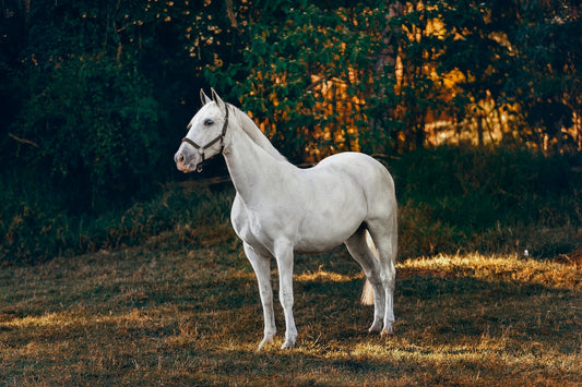 Can Horses Eat Watermelon