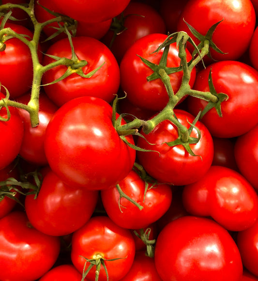 Can Horses Eat Tomatoes