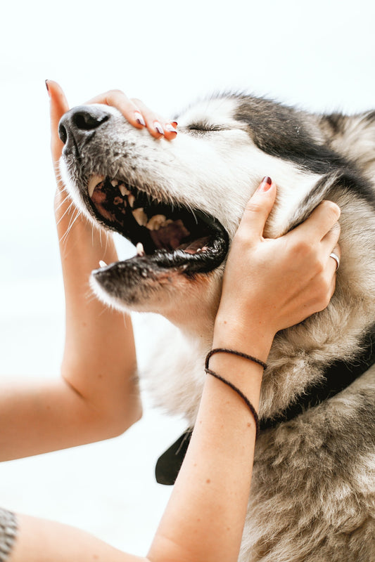 Can Dogs Feel Love?