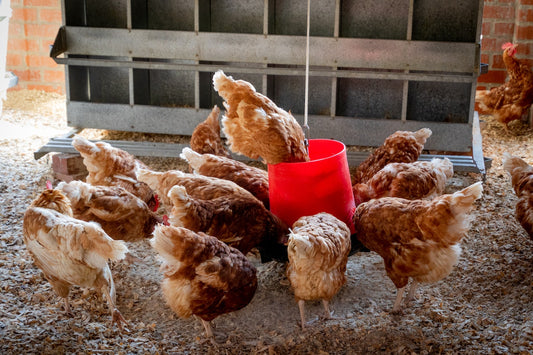 Chickens Can Eat Noodles