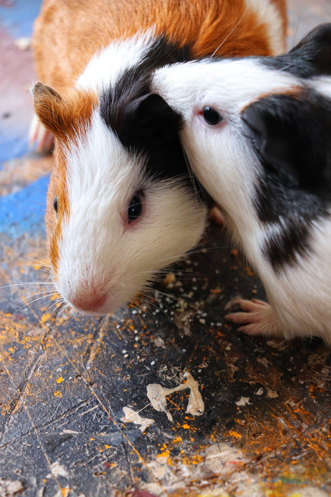 Can Guinea Pigs Eat Peppers Shrewdnia