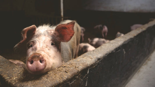 Can pigs Eat Grass
