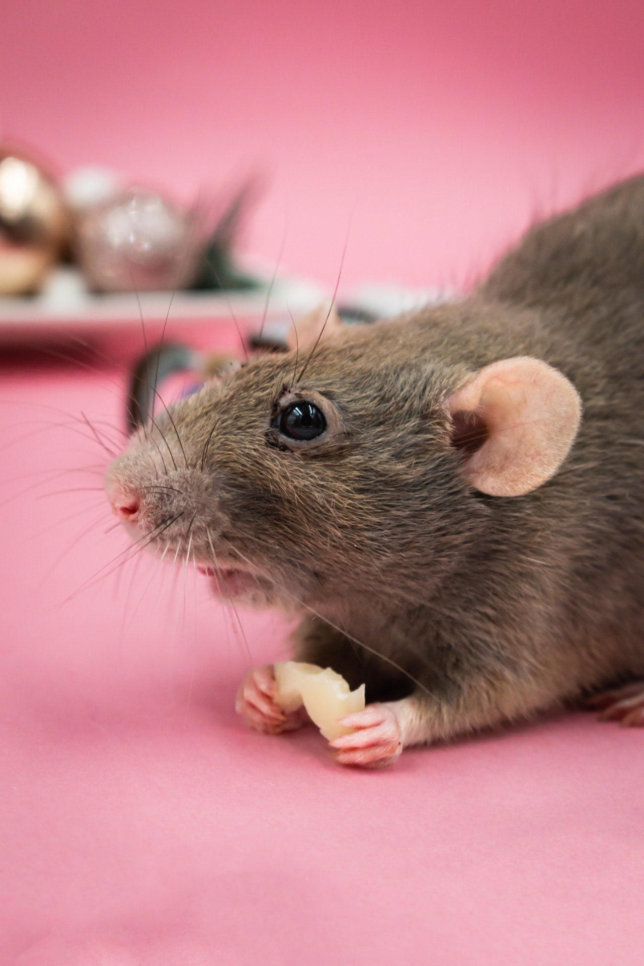 Can Rats Eat Mandarin Shrewdnia can-rats-eat-mandarin-shrewdnia