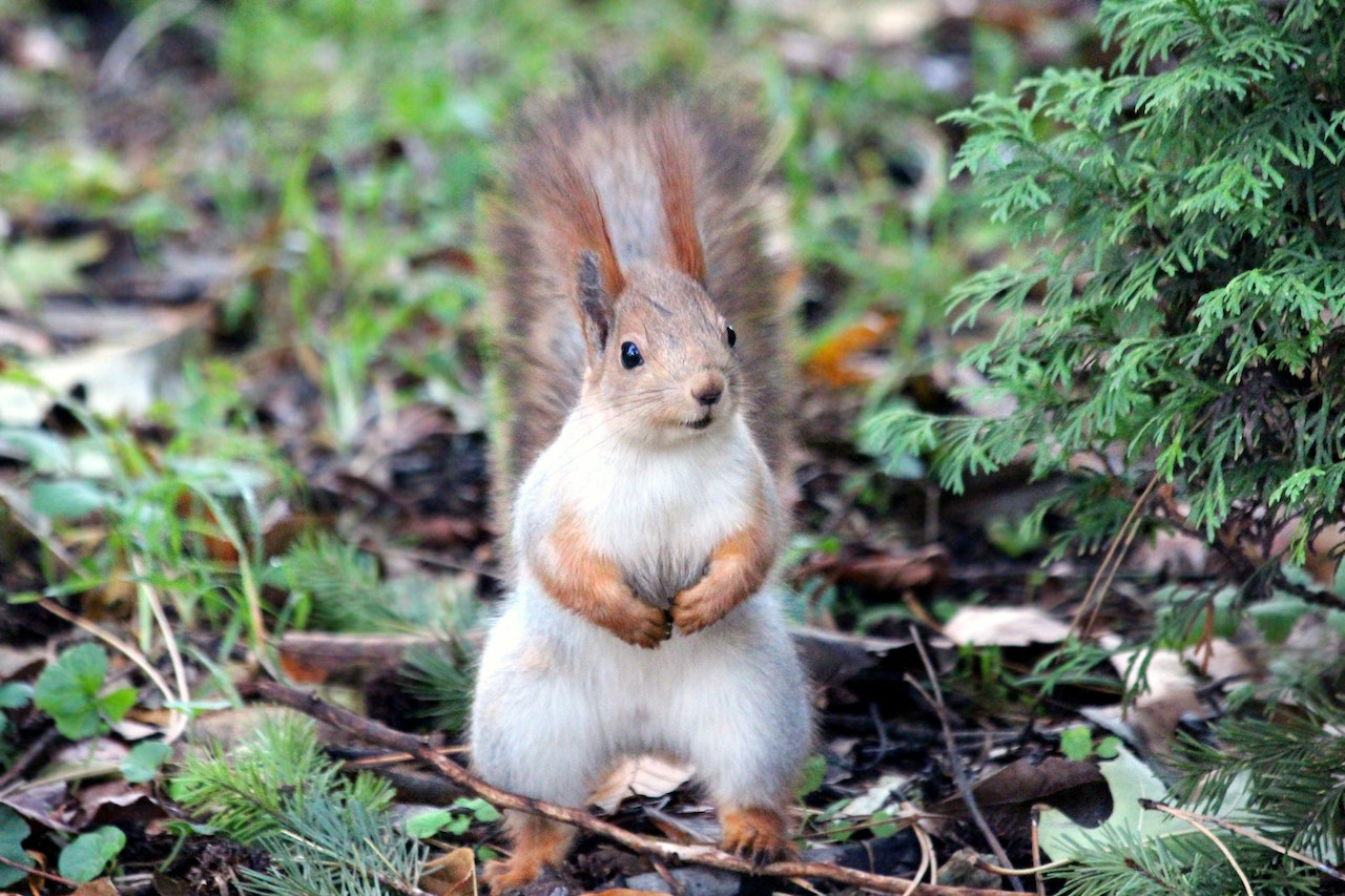 Can Squirrels Eat Yellow Squash? Shrewdnia