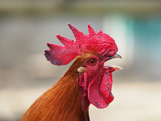 Can Chickens Eat Sweet Potatoes