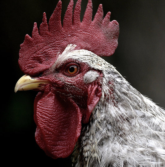 Can Chickens Eat Sunflower Seeds
