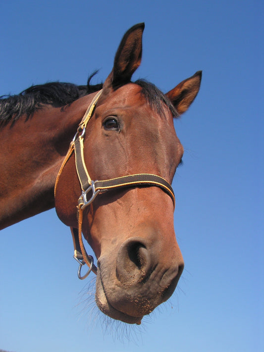 Can Horses Eat Vegetables