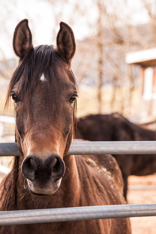 Can Horses Eat Yoghurts