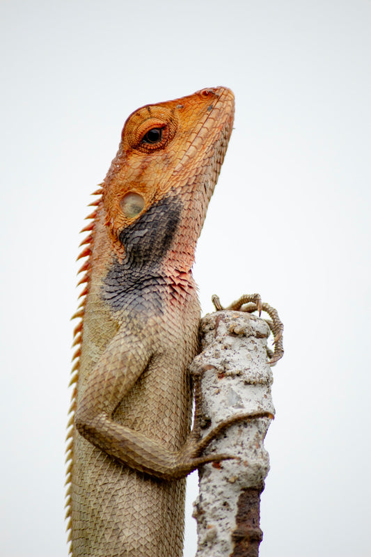 Can Bearded Dragons Eat Bok Choy?