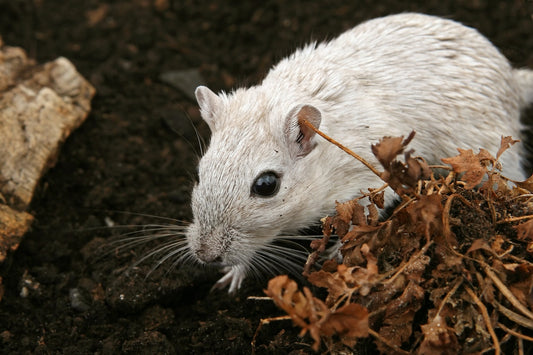 Can Gerbils Eat Mealworms?