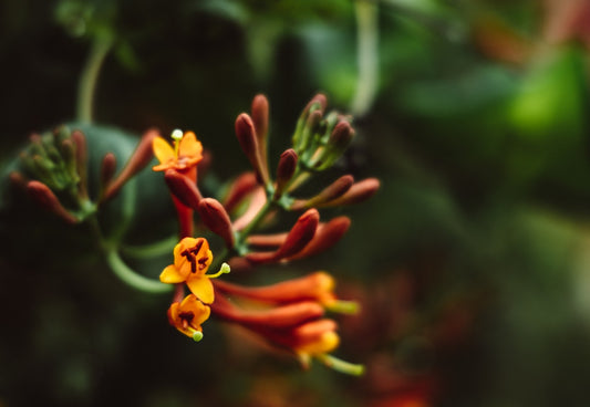 Can Pigs Eat Honeysuckle?