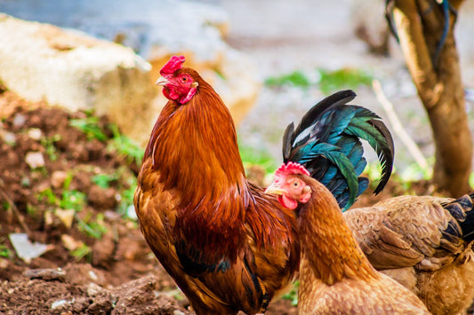 Can Chickens Eat Potatoes