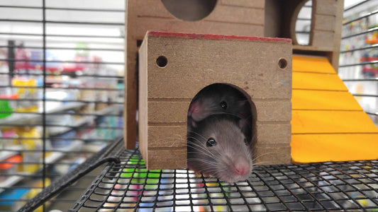 Can Rats Eat Raspberries?