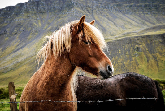 Can Horses Eat Daisies