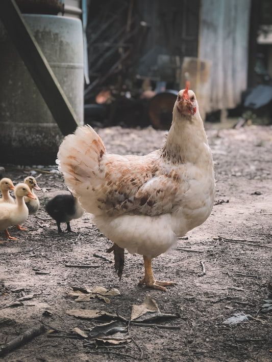 Can Chickens Eat Oregano