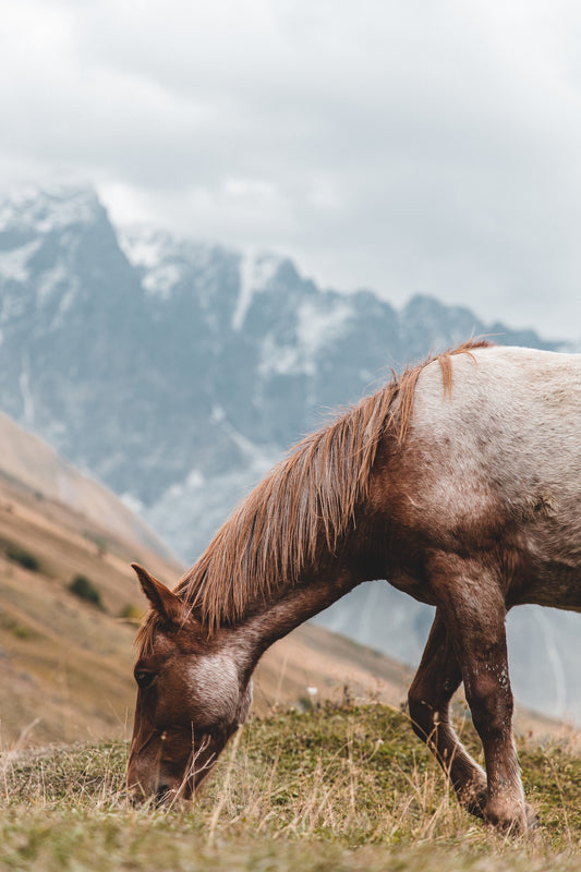 Can Horses Eat Haylage
