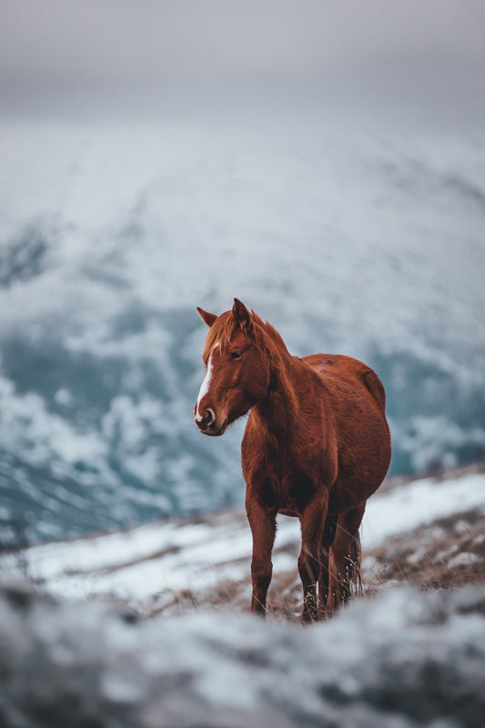 Can Horses Eat Fresh Cut Grass