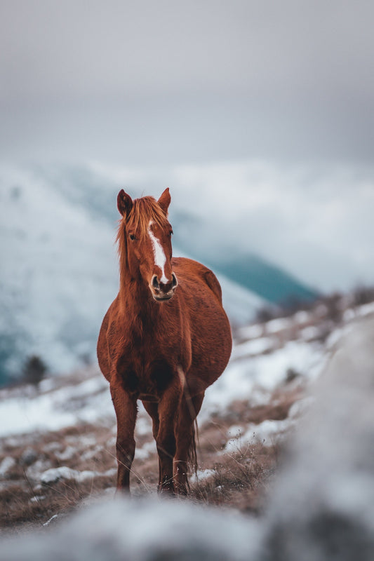 Can Horses Eat Turnips