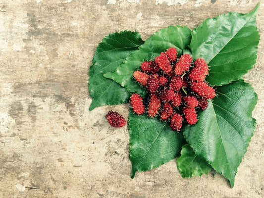 Can Chickens Eat Mulberries
