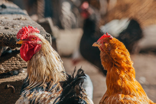Can Chickens Eat Okra