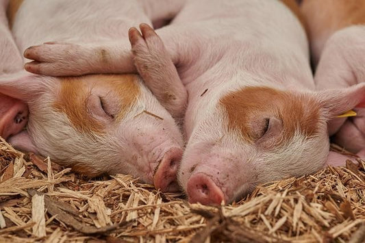 Can Pigs Eat Apples