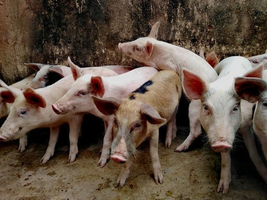 Can Pigs Eat Almonds