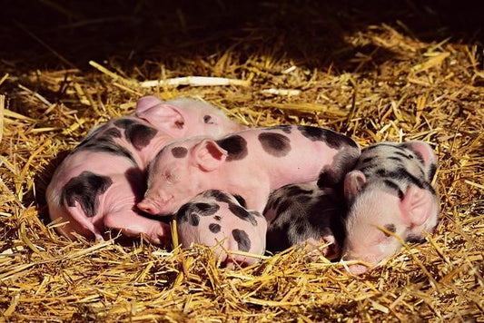 Can Pigs Eat Asparagus?