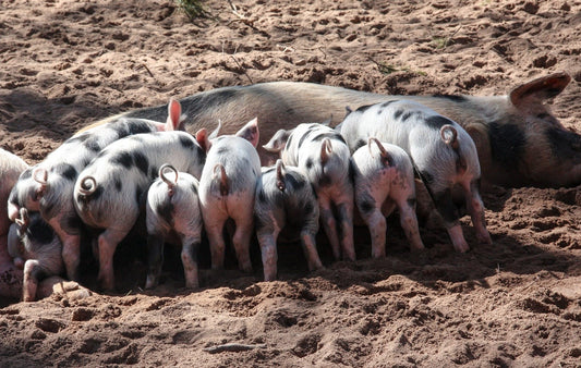 Can Pigs Eat Bananas
