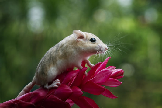 Can Gerbils Eat Strawberries?