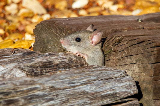 Can Rats Eat Bread?