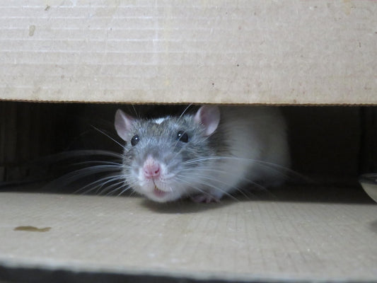 Can Rats Eat Almonds?